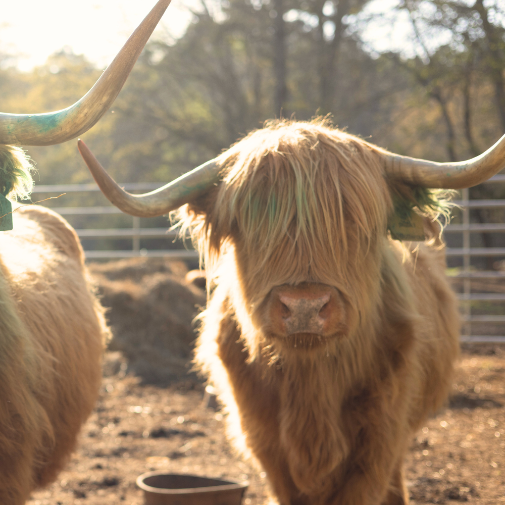 PURCHASE 100% HIGHLAND CATTLE | CANADIAN IMPORTED | DOMESTIC BREEDING
