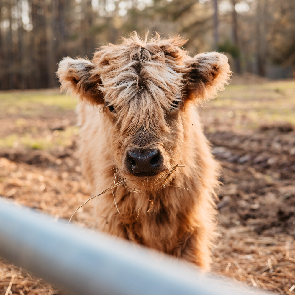 PURCHASE 100% HIGHLAND CATTLE | CANADIAN IMPORTED | DOMESTIC BREEDING