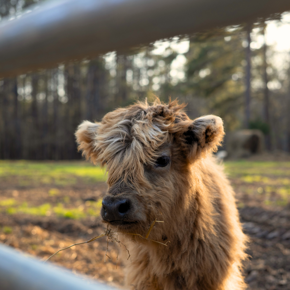 PURCHASE 100% HIGHLAND CATTLE | CANADIAN IMPORTED | DOMESTIC BREEDING
