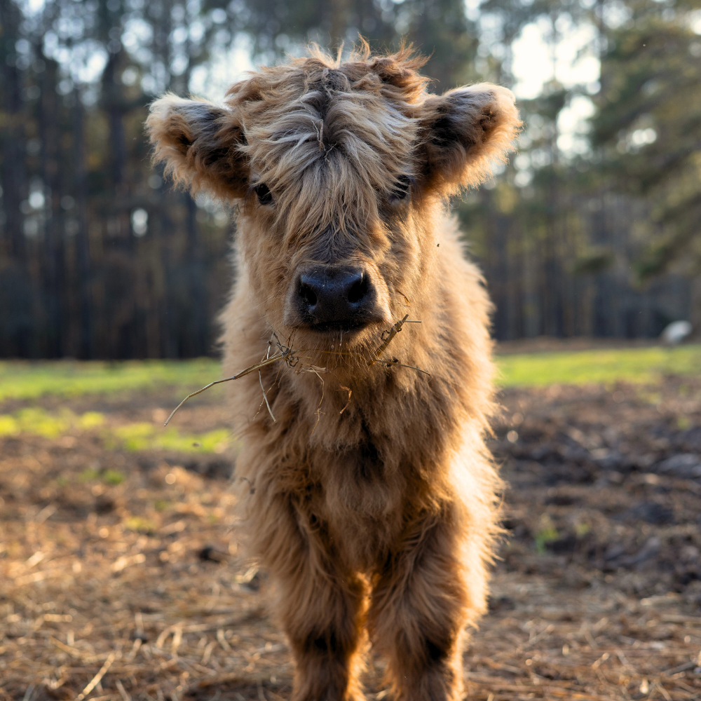 PURCHASE 100% HIGHLAND CATTLE | CANADIAN IMPORTED | DOMESTIC BREEDING