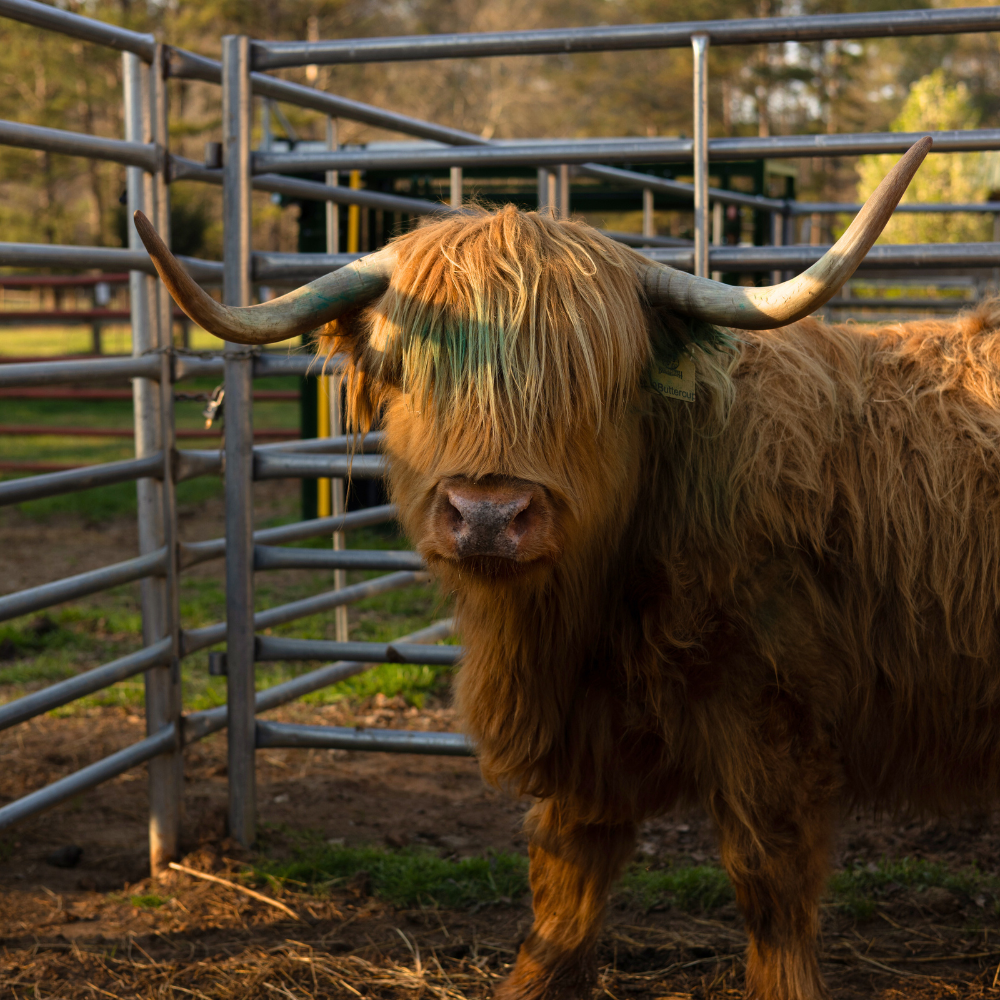 PURCHASE 100% HIGHLAND CATTLE | CANADIAN IMPORTED | DOMESTIC BREEDING