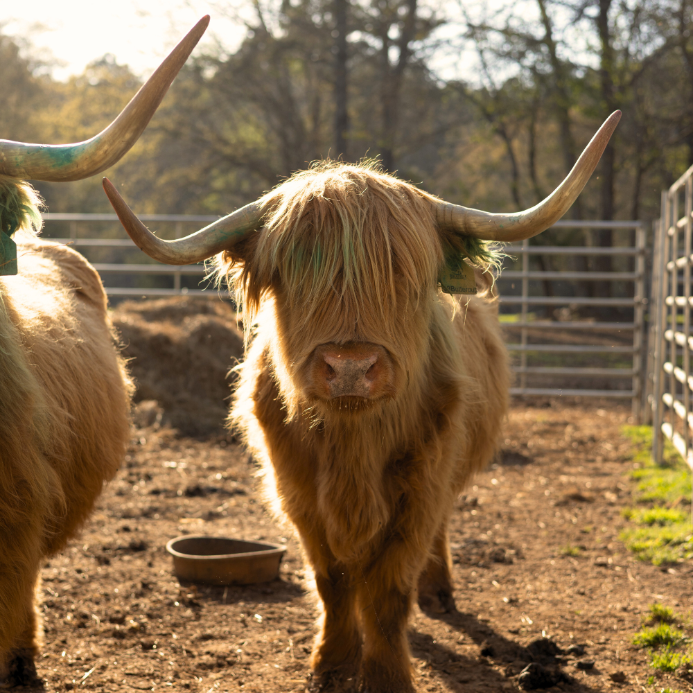 PURCHASE 100% HIGHLAND CATTLE | CANADIAN IMPORTED | DOMESTIC BREEDING