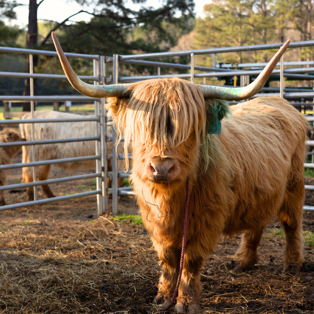 PURCHASE 100% HIGHLAND CATTLE | CANADIAN IMPORTED | DOMESTIC BREEDING