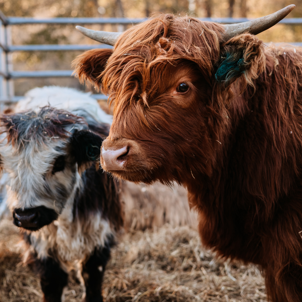 MEET THE WHOLE HERD