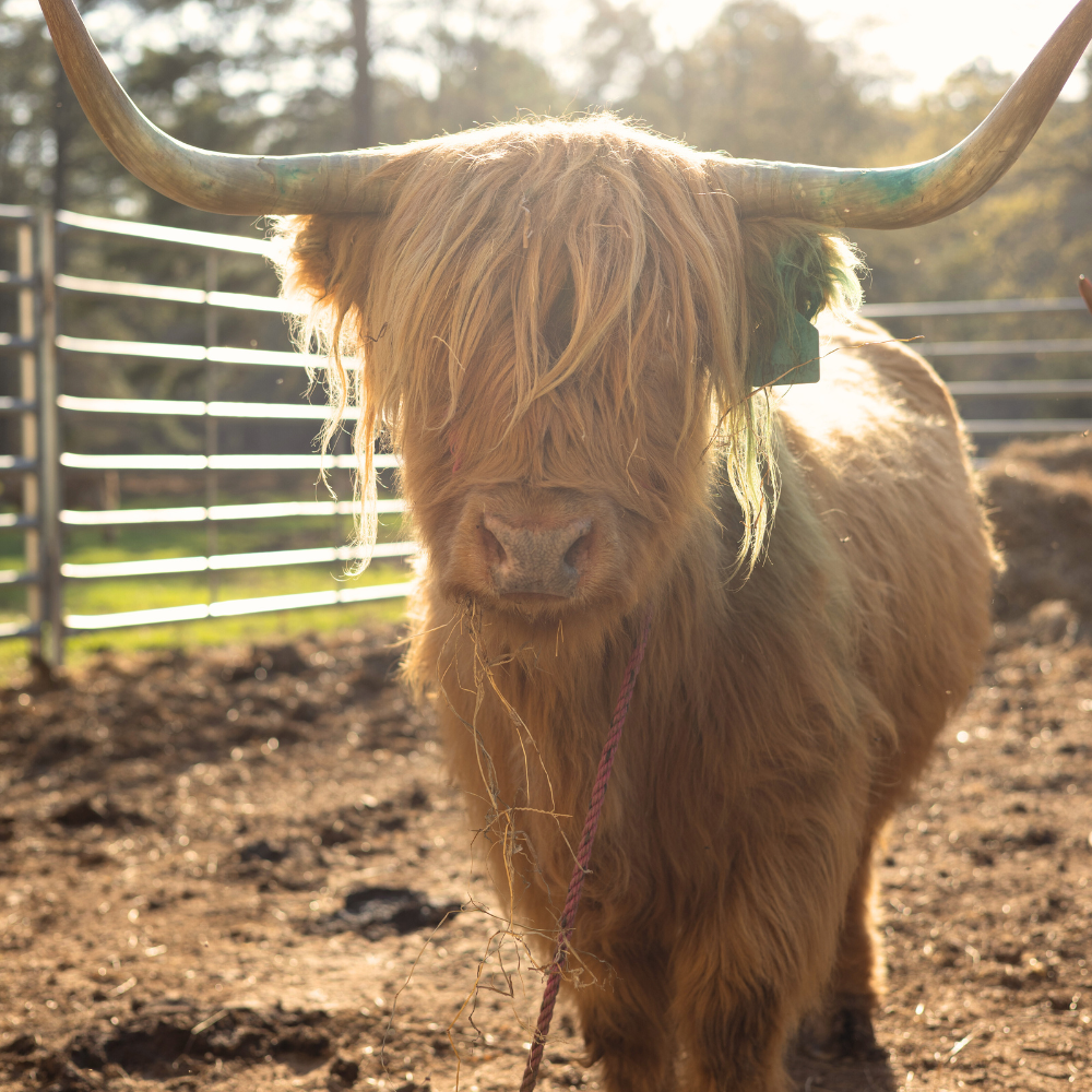 PURCHASE 100% HIGHLAND CATTLE | CANADIAN IMPORTED | DOMESTIC BREEDING