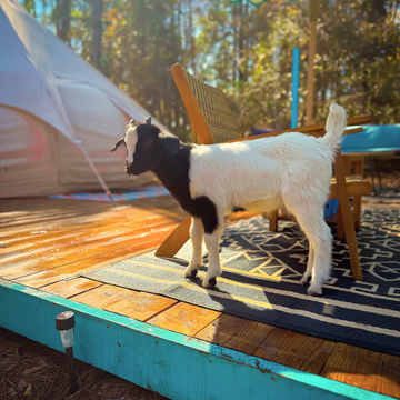 GAMES WITH GOATS