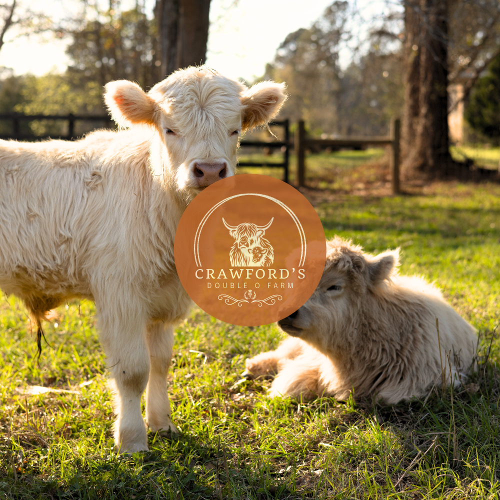 PURCHASE 100% HIGHLAND CATTLE | CANADIAN IMPORTED | DOMESTIC BREEDING