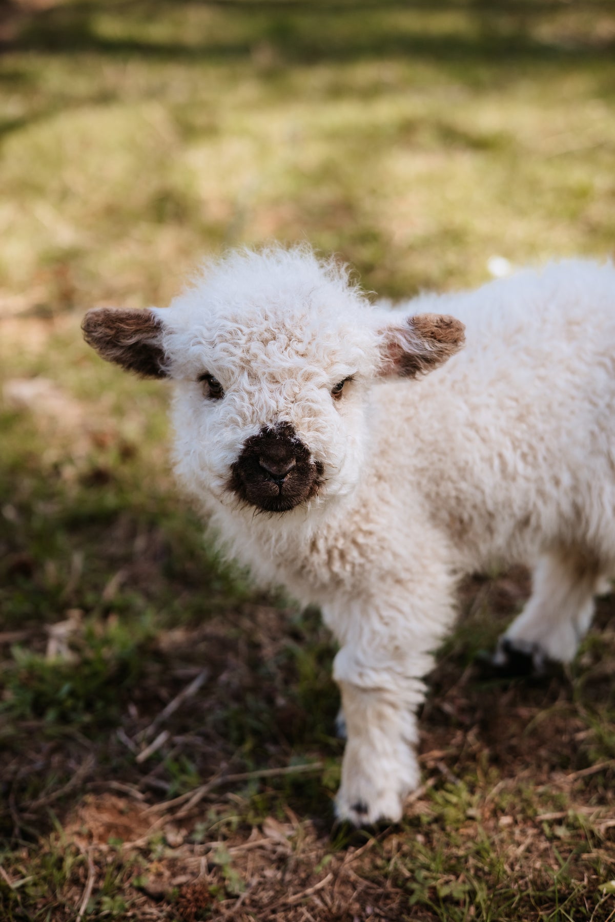 NAME A FARM BABY